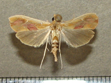 Agathodes bibundalis